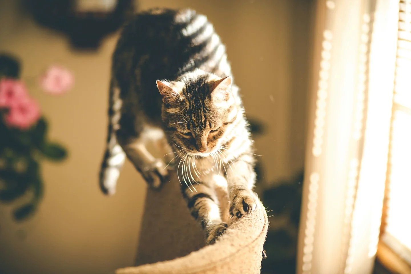 Grey tabby cat clawing an upholstered chair